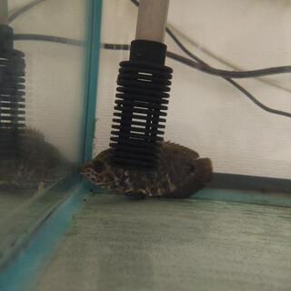 水槽台付き、魚🐟️セット。お値引き可能