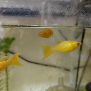 水槽台付き、魚🐟️セット。お値引き可能