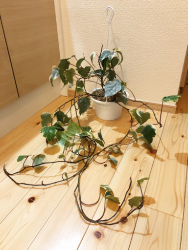 観葉植物　大きなアイビー　70cm　5号ハンギングプランター付き