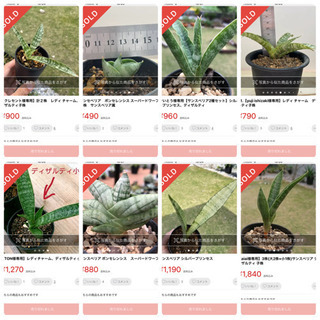 サンスベリア（シルバープリンセス、シルバーキング、ボンセレンシス、レディチャーム、ディザルティ、グレンダ サンスベリア（シルバープリンセス、シルバーキング、ボンセレンシス