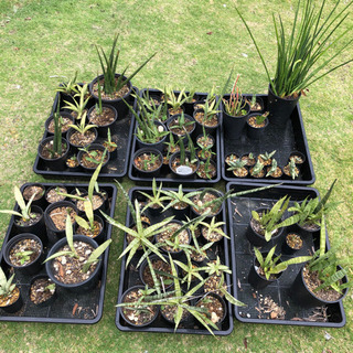 サンスベリア（シルバープリンセス、シルバーキング、ボンセレンシス、レディチャーム、ディザルティ、グレンダ サンスベリア（シルバープリンセス、シルバーキング、ボンセレンシス