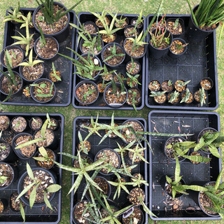 サンスベリア（シルバープリンセス、シルバーキング、ボンセレンシス