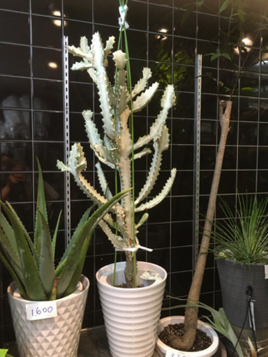 観葉植物　ホワイトゴースト
