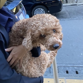 新宿歌舞伎町で犬を拾いました