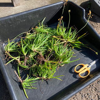 多肉植物　花アロエ　まとめてどうぞ！