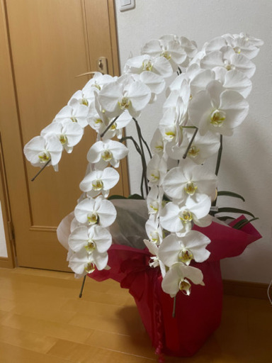 胡蝶蘭