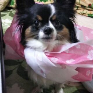 パピヨン 助け合い ジモティー