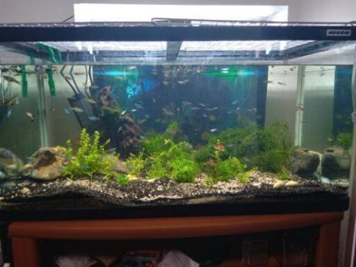 熱帯魚を全部
