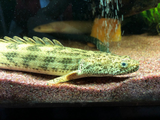 熱帯魚　生体　ポリプテルス