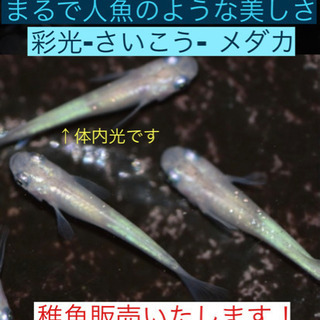 メダカの稚魚販売します❷彩光-さいこう❤️10匹で！人魚のような...