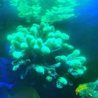 フトトゲサンゴ