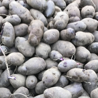 中古種芋が無料 格安で買える ジモティー