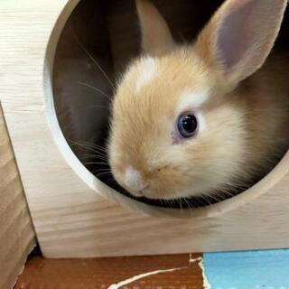 チモシー一番刈りファーストクラスの食べる牧草6袋うさぎの牧草 マリオマリオ 屋代のその他の中古あげます 譲ります ジモティーで不用品の処分