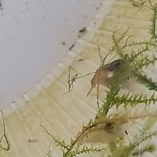 福岡県 福岡市の中古ミジンコ その他が無料 格安で買える ジモティー