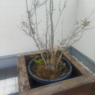 シマネトリコ シンボルツリー 鉢植え 観葉植物