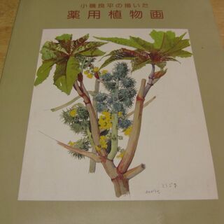 ｢のはらのずかん　野の花と虫たち｣・｢小磯良平の描いた薬用植物図...