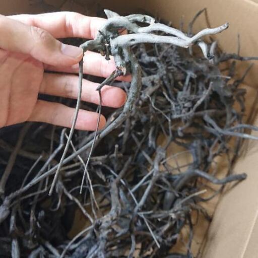アク抜き済み ブランチ 枝 流木 Sサイズ グレーブランチ ソネケミファ ジモティーアクア 宮之阪のその他の中古あげます 譲ります ジモティーで不用品の処分