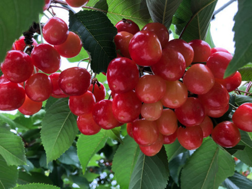 さくらんぼの収穫スタッフ Kanpro 仁木の軽作業の無料求人広告 アルバイト バイト募集情報 ジモティー