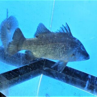 体型抜群　バラマンディー　３２cm±