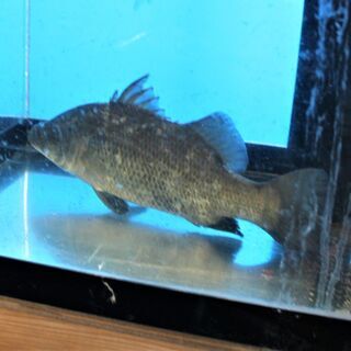 体型抜群　バラマンディー　３２cm±