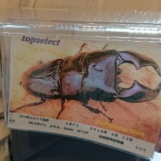 insectbase GW豪華商品‼️当たり🎯2倍‼️昆虫くじ5...