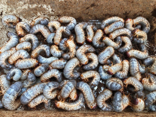 カブトムシ　幼虫　90匹セット