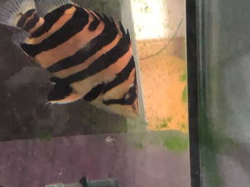 ダトニオプラスワン（熱帯魚）