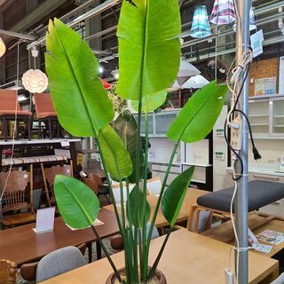 【愛品館市原店】人工観葉植物 グリーン　オーガスタ約127cm