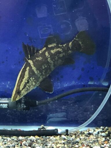 アカメ（純淡水で飼育）