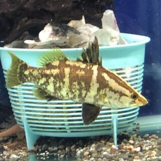 アカメ（純淡水で飼育）