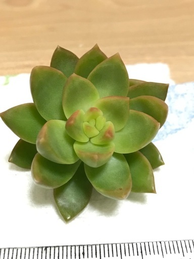 多肉植物オウレイカット苗 挿し木 Mamiko 洋光台のその他の中古あげます 譲ります ジモティーで不用品の処分 多肉植物オウレイカット苗 挿し木 Mamiko 洋光台のその他の中古あげます 譲ります ジモティーで不用品の処分
