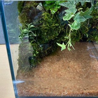 メダカ飼育にオススメ！！コケリウム・テラリウム完成品！