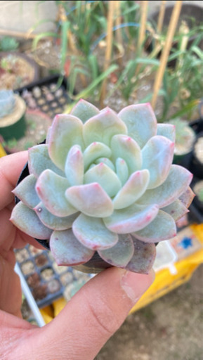 ラウリンゼ多肉植物 たろう 松山のその他の中古あげます 譲ります ジモティーで不用品の処分 ラウリンゼ多肉植物 たろう 松山のその他の中古あげます 譲ります ジモティーで不用品の処分