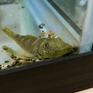 【ネット決済】ブロンズプレコ他 熱帯魚 底もの3種 計4匹