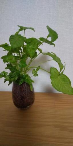 ハイドロカルチャー寄せ植え 緑と雑貨 安倍川の家具の中古あげます 譲ります ジモティーで不用品の処分