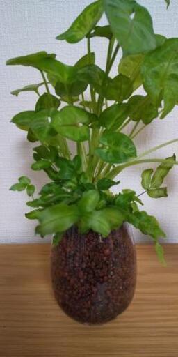 ハイドロカルチャー寄せ植え 緑と雑貨 安倍川の家具の中古あげます 譲ります ジモティーで不用品の処分