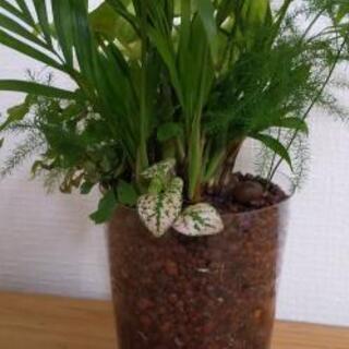 ハイドロカルチャー寄せ植え 緑と雑貨 安倍川の家具の中古あげます 譲ります ジモティーで不用品の処分