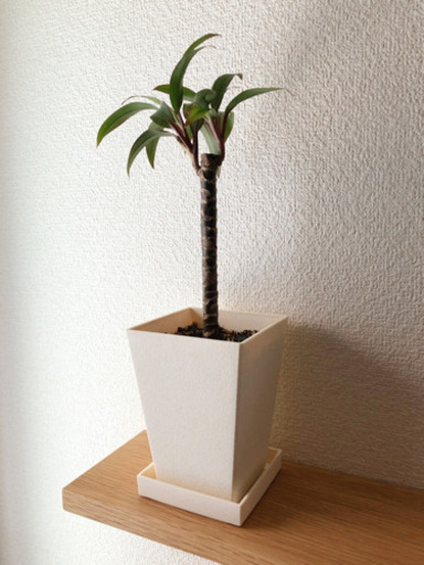 観葉植物　ドラセナ・コンパクタ　35cm　3号鉢と受け皿付き