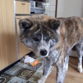 愛知県の犬の里親募集 ジモティー 愛知県の犬の里親募集 ジモティー