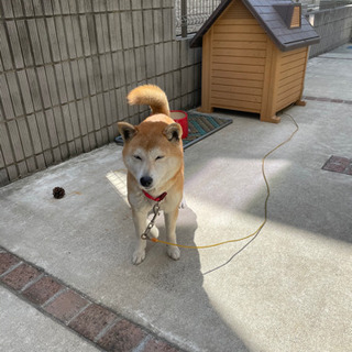 柴犬7才の里親募集