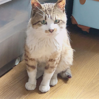 青森県の猫の里親募集 ジモティー 青森県の猫の里親募集 ジモティー