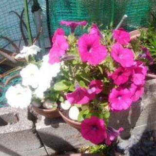 花 ペチュニア白とワインの寄せ植え ワインはポンポン咲くペチュニアです 1500円 カークン 阿漕の家具の中古あげます 譲ります ジモティーで不用品の処分