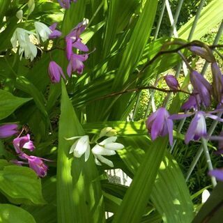 シラン(紫蘭) 苗 各色2芽～　落葉性多年草