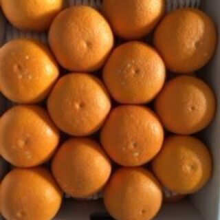 【ネット決済・配送可】清美オレンジ