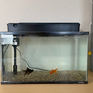 【ネット決済】【値段相談可】６０Ｌ水槽＋金魚2匹＋バクチャー水槽