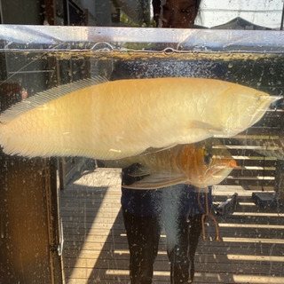 アルビノシルバー‼︎ 楽天市場】アルビノシルバーアロワナ（熱帯魚・アクアリウム｜ペット