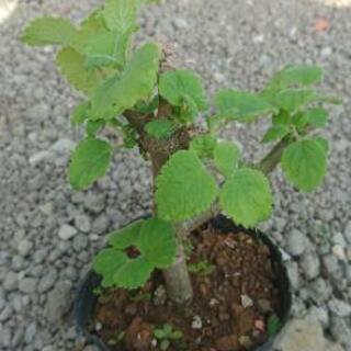 🍀メイフラワーの挿し木苗 no3 観葉植物