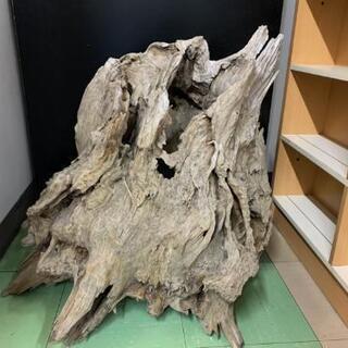 流木パート2