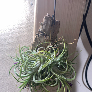 埼玉県の中古エアプランツが無料 格安で買える ジモティー