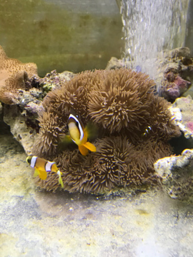 ハタゴイソギンチャク＆クマノミ